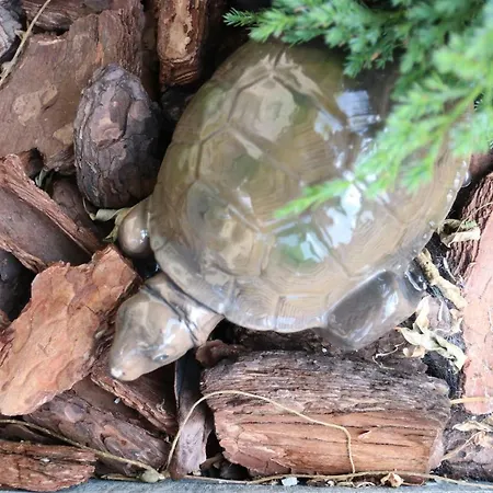 U Adeli Апартаменты