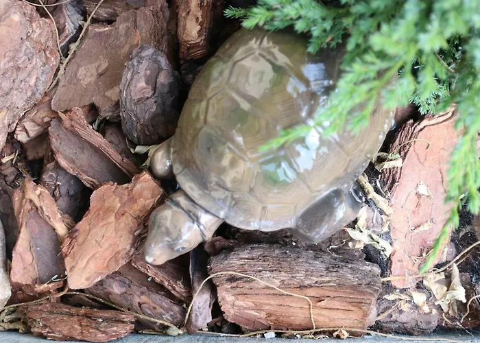 U Adeli Апартаменты